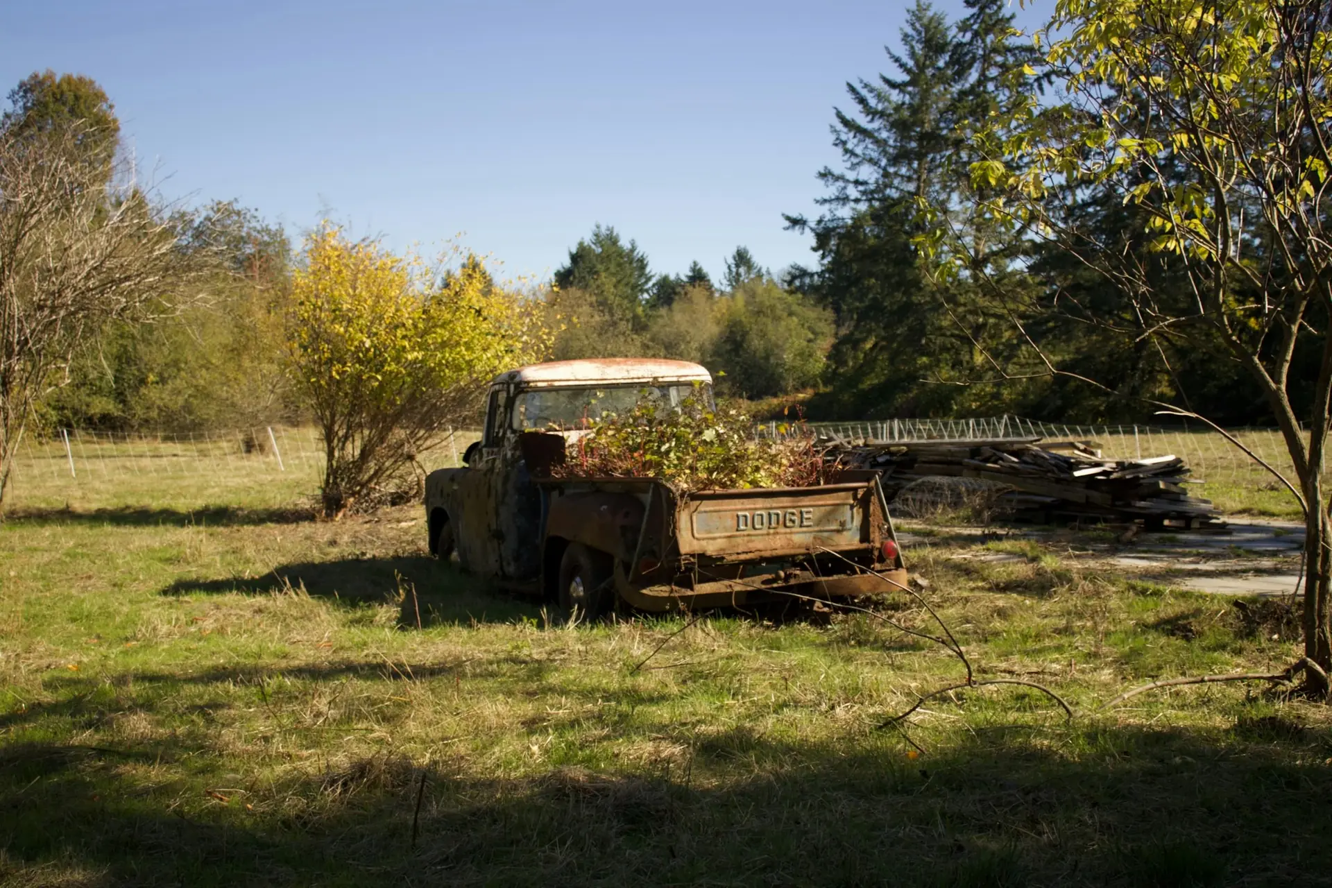 An old pickup loaded with branches in a grassy field
